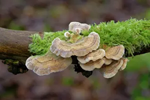 Fungi Prints: Ochre bracket (Trametes ochracea) growing on fallen branch