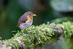 Antpitta Prints: Ochre-breasted antpitta (Grallaricula flavirostris) perched on branch in rainforest understorey