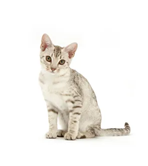 Images Dated 17th July 2014: Ocicat kitten sitting