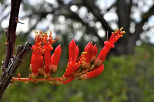 Succulents Prints: Ocotillo (Fouquieria splendens) in flower, Chihuahuan Desert, Arizona, USA. May
