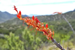 Succulents Prints: Ocotillo (Fouquieria splendens) in flower, Chihuahuan Desert, Arizona, USA. May