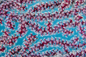 Detail of octo coral polyps from Sea fan (Gorgonia sp.), Triton Bay, West Papua, Indonesia, Pacific Ocean