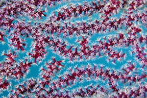 Alcyonacea Gallery: Detail of octo coral polyps from Sea fan (Gorgonia sp.), Triton Bay, West Papua, Indonesia