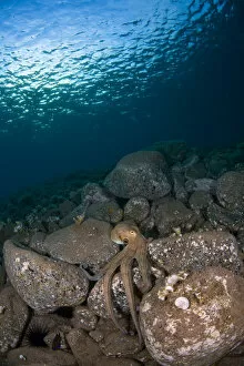 Images Dated 25th July 2009: Octopus on rocks, Deserta Grande, Desertas Islands, Madeira, Portugal, August 2009