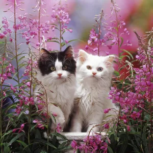 Square Image Prints: Odd-eyed white and black bicolour Persian-cross kittens, among Rosebay Willowherb