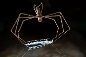Ogre faced / Net-casting spider {Deinopis sp} with web held between legs that it