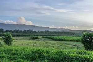 Arecales Prints: Oil palm (Elaeis guineensis) nurseries fringing the Boluminski Highway
