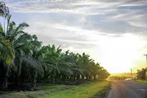 Arecales Prints: Oil palm (Elaeis guineensis) plantation fringing the Boluminski Highway