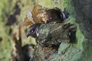 Oilbird (Steatornis caripensis) nocturnal birds roosting and nesting in along walls of deep