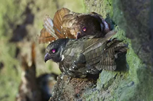 Tropics Prints: Oilbird (Steatornis caripensis) nocturnal birds roosting and nesting in along walls of deep