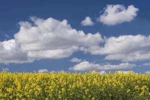 Yellow Collection: Oilseed rape / Rapeseed (Brassica napus) flowers, UK, April