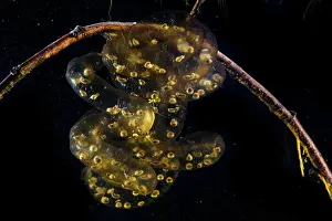 Caudata Prints: Oita salamander (Hynobius dunni) egg mass with developing embryos attached to stick