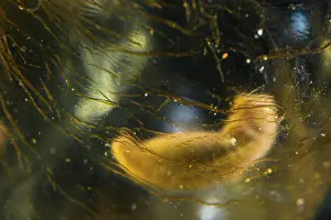 Caudata Prints: Oita salamander (Hynobius dunni) embryo developing inside egg. Captive