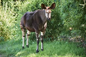 Okapi (Okapia johnstoni). Beauval Zoo Parc, France. Captive