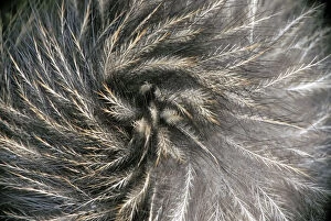 Apterygiformes Gallery: Okarito Brown Kiwi (Apteryx rowi) feather detail resembling mammalian hair. Okarito Forest