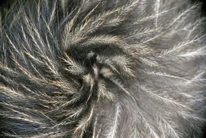 Apterygiformes Prints: Okarito Brown Kiwi (Apteryx rowi) feather detail resembling mammalian hair. Okarito Forest