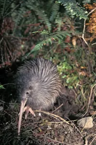 Apterygiformes Prints: Okarito Brown Kiwi (Apteryx rowi) male known as Scooter patrolling his territory
