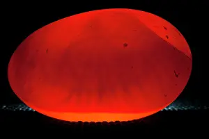 Apterygiformes Prints: Okarito kiwi (Apteryx rowi) being 'candled' to check its fertility and progress