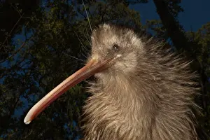 Apterygiformes Prints: Okarito kiwi (Apteryx rowi) female