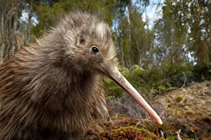 Apterygiformes Prints: Okarito kiwi (Apteryx rowi) juvenile, portrait