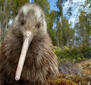 Apterygiformes Prints: Okarito kiwi (Apteryx rowi) juvenile, portrait