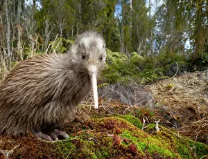 Apterygiformes Prints: Okarito kiwi (Apteryx rowi) juvenile, portrait