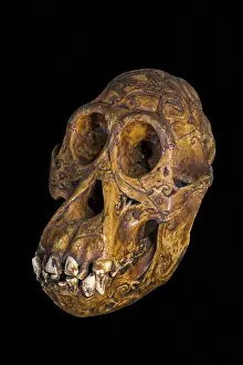 Culture Prints: Old antique engraved Bornean orangutan (Pongo pygmaeus) tribal trophy skull carved with incised designs