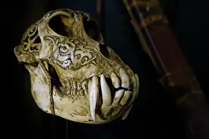 Culture Prints: Old antique engraved Sun bear (Helarctos malayanus) tribal trophy skull carved with incised designs
