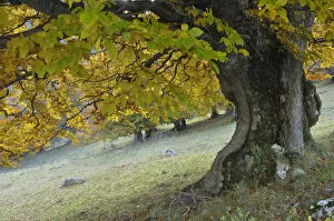 Old beech tree (Fagus sp) in autumn, Piatra Craiului National Park, Transylvania