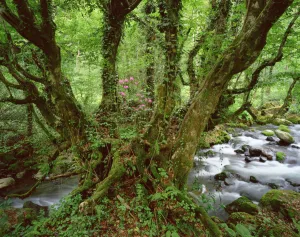 Georg Popp Prints: Old Beech tree (Fagus sp) with Rhododendron growing on its trunk, Mtirala National Park