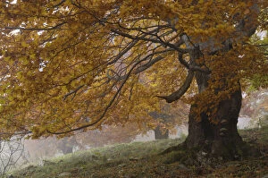 Old beech trees (Fagus sp) in autumn, Piatra Craiului National Park, Transylvania