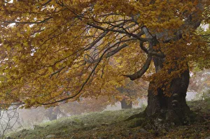 Images Dated 19th June 2009: Old beech trees (Fagus sp) in autumn, Piatra Craiului National Park, Transylvania