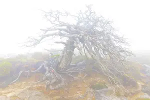Gymnosperm Prints: Old, dead Spanish fir (Abies pinsapo) tree shrouded in dense fog