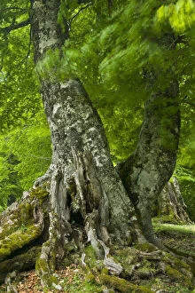 Old European beech tree (Fagus sylvatica) Pollino National Park, Basilicata, Italy