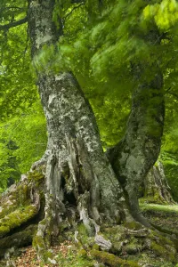 Trunks Prints: Old European beech tree (Fagus sylvatica) Pollino National Park, Basilicata, Italy