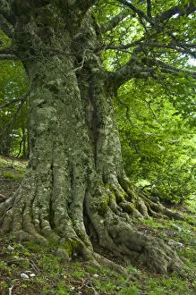 Plants Gallery: Old European beech trees (Fagus sylvatica) Pollino National Park, Basilicata, Italy