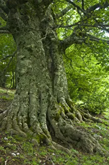 Old European beech trees (Fagus sylvatica) Pollino National Park, Basilicata, Italy