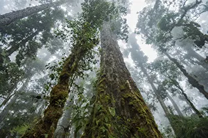 Ancient Gallery: Old-growth oak forests of the Talamanca highlands of Costa Rica, March