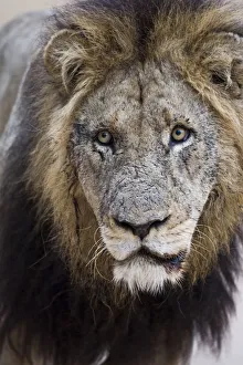 Images Dated 20th June 2008: Old male African lion (Panthera leo) portrait, Sabi Sand Game Reserve, South Africa, June