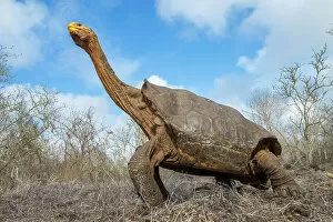Stretching Gallery: Old male Espanola giant Galapagos tortoise (Chelonoidis hoodensis) stretching its neck in clearing
