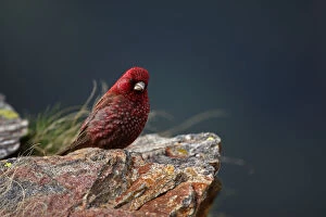 Images Dated 24th June 2008: Old male Great rosefinch (Carpodacus rubicilla) on rock, Mount Cheget, Caucasus, Russia