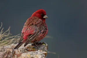 Tom Schandy Prints: Old male Great rosefinch (Carpodacus rubicilla) on rock, Mount Cheget, Caucasus, Russia