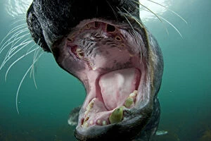 Old male Grey seal (Halichoerus grypus) with mouth wide open showing worn teeth, Lundy Island