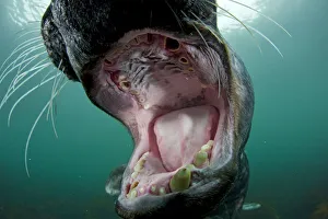 Old male Grey seal (Halichoerus grypus) with mouth wide open showing worn teeth, Lundy Island