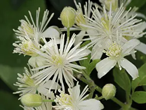Ranunculaceae Prints: Old man's beard (Clematis vitalba) in flower