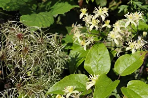 Flowers Collection: Old mans beard / Travellers joy {Clematis vitalba} growing in hedgerow showing