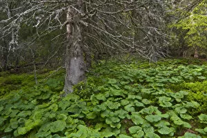 Old Norway spruce (Picea abies) tree with Butterbur (Petasites albus) growing beneath it