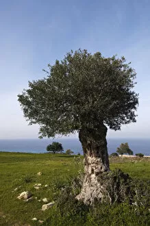 An old Olive tree (Olea europaea) Akamas Peninsula, Cyprus, May 2009