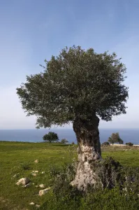 Images Dated 2nd April 2009: An old Olive tree (Olea europaea) Akamas Peninsula, Cyprus, May 2009