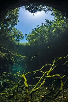 Images Dated 30th July 2012: Old tree branches on the floor of Cenote pool, beneath the forest canopy with Snell